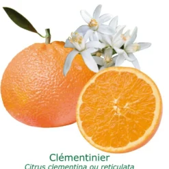 Clementinier Bio Tailles:pot De 3 Litres, Hauteur 30/40 Cm