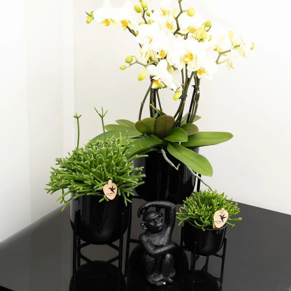 Rhipsalis Baccifera - H15cm, ø9cm - Plante D'intérieur 3 Rhipsalis Baccifera - H15cm, ø9cm - Plante D'intérieur – Image 3