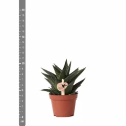 Haworthia Limifolia - ø6cm - H11cm, ø6cm - Plante D'intérieur 9 Haworthia Limifolia - ø6cm - H11cm, ø6cm - Plante D'intérieur -Jardalis Soldes Magasin 6f5c034fd84b61ae