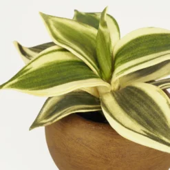 Plante Verte Artificielle Pot Effet Bois 14cm 7 Plante Verte Artificielle Pot Effet Bois 14cm -Jardalis Soldes Magasin 70dafe3be5665a69