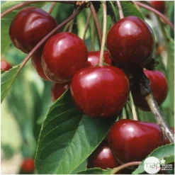 Cerisier Bigarreau Van : Demi Tige 2 Ans D'âge Ctr 15 Litres -Jardalis Soldes Magasin 71296 004