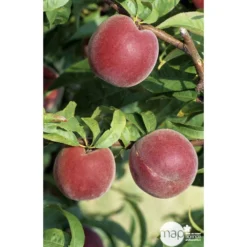 Pêcher à Chair Jaune JH Hale : Demi Tige 6/8 Cm 2 Ans D'âge Ctr 12L -Jardalis Soldes Magasin 71318 002