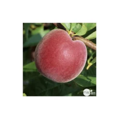 Pêcher à Chair Jaune JH Hale : Demi Tige 6/8 Cm 2 Ans D'âge Ctr 12L -Jardalis Soldes Magasin 71318 003