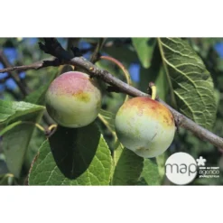 Prunier Reine Claude De Bavay : ½ Tige, 4-5 Ans, H 170-180 Cm 6 Prunier Reine Claude De Bavay : ½ Tige, 4-5 Ans, H 170-180 Cm -Jardalis Soldes Magasin 71365 002