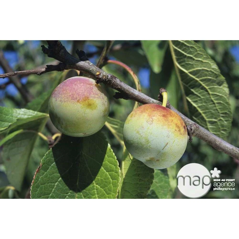 Prunier Reine Claude De Bavay : ½ Tige, 4-5 Ans, H 170-180 Cm 3 Prunier Reine Claude De Bavay : ½ Tige, 4-5 Ans, H 170-180 Cm – Image 3