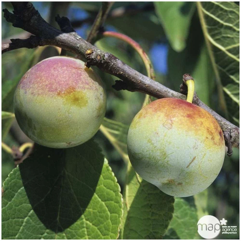 Prunier Reine Claude De Bavay : ½ Tige, 4-5 Ans, H 170-180 Cm 4 Prunier Reine Claude De Bavay : ½ Tige, 4-5 Ans, H 170-180 Cm – Image 4