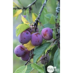 Prunier Reine Claude Violette Gobelet -Jardalis Soldes Magasin 71372 002