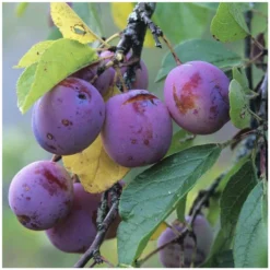 Prunier Reine Claude Violette Gobelet -Jardalis Soldes Magasin 71372 004