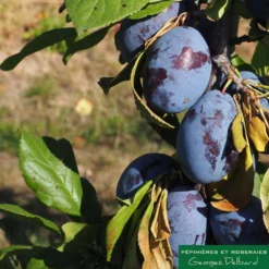 Prunier Colonnaire Toronto® 6 Prunier Colonnaire Toronto® -Jardalis Soldes Magasin 729932 002