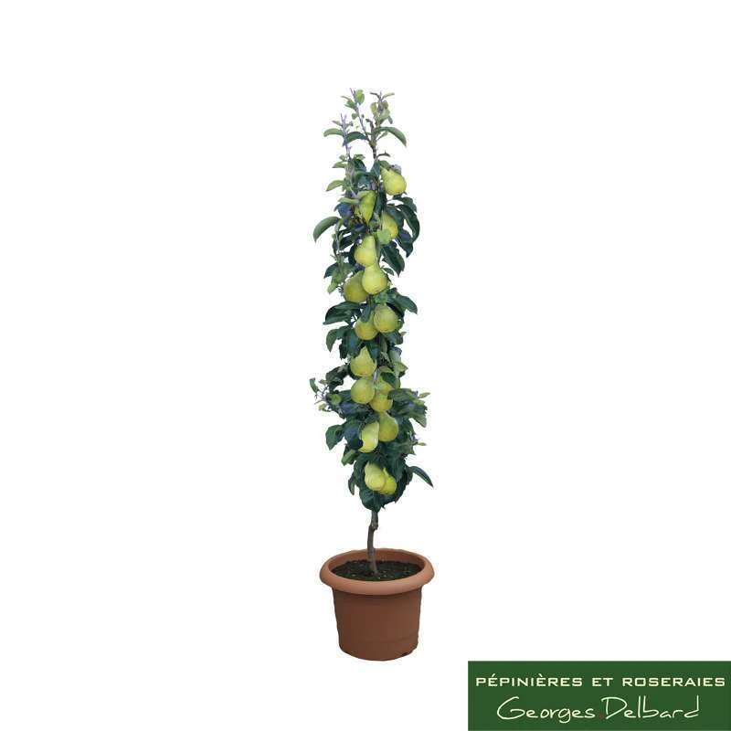 Poirier Colonnaire Londres® 2 Poirier Colonnaire Londres® – Image 2