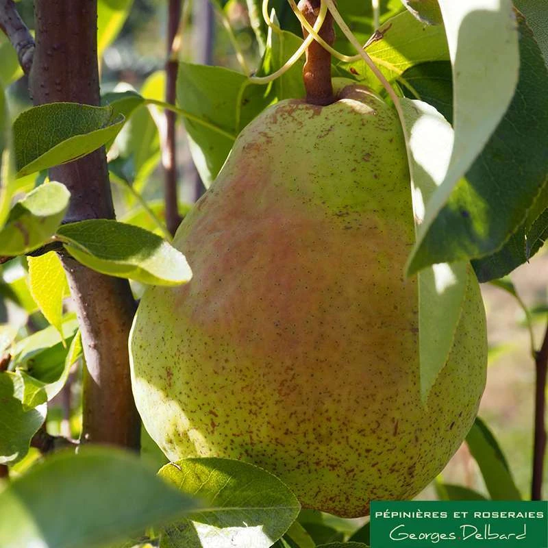 Poirier Colonnaire Londres® 1 Poirier Colonnaire Londres®