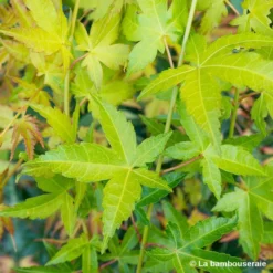 Acer Palmatum Shirasawanum Aureum C7L H.60/80cm -Jardalis Soldes Magasin 748251 001