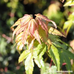 Acer Palmatum Katsura : C7L H.60/80cm 9 Acer Palmatum Katsura : C7L H.60/80cm -Jardalis Soldes Magasin 748269 001