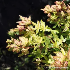 Acer Palmatum Katsura : C7L H.60/80cm 8 Acer Palmatum Katsura : C7L H.60/80cm -Jardalis Soldes Magasin 748269 002