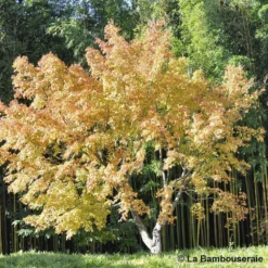 Acer Palmatum Katsura : C7L H.60/80cm 7 Acer Palmatum Katsura : C7L H.60/80cm -Jardalis Soldes Magasin 748269 003