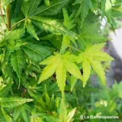 Acer Palmatum Katsura : C7L H.60/80cm 6 Acer Palmatum Katsura : C7L H.60/80cm -Jardalis Soldes Magasin 748269 004
