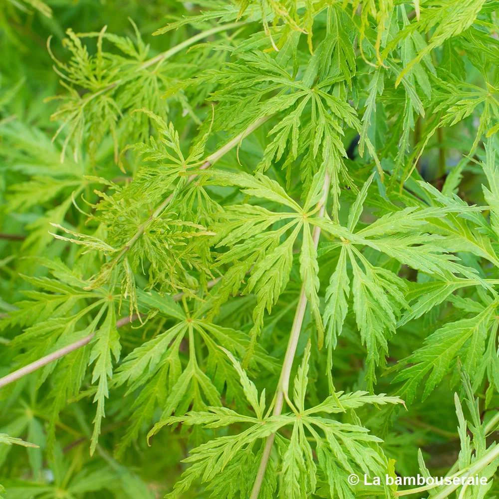 Acer Palmatum 'Seiryu' :C7L H60/80cm 2 Acer Palmatum 'Seiryu' :C7L H60/80cm – Image 2