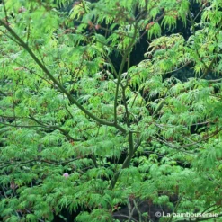 Acer Palmatum 'Seiryu' :C7L H60/80cm 7 Acer Palmatum 'Seiryu' :C7L H60/80cm -Jardalis Soldes Magasin 748298 002