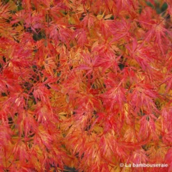 Acer Palmatum 'Seiryu' :C7L H60/80cm 6 Acer Palmatum 'Seiryu' :C7L H60/80cm -Jardalis Soldes Magasin 748298 003