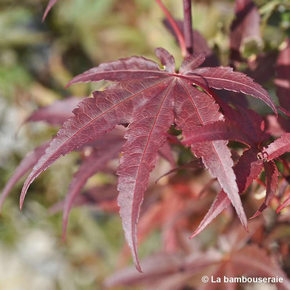 Acer Palmatum Skeeter's Broom :C3L H40/60cm 5 Acer Palmatum Skeeter's Broom :C3L H40/60cm – Image 5