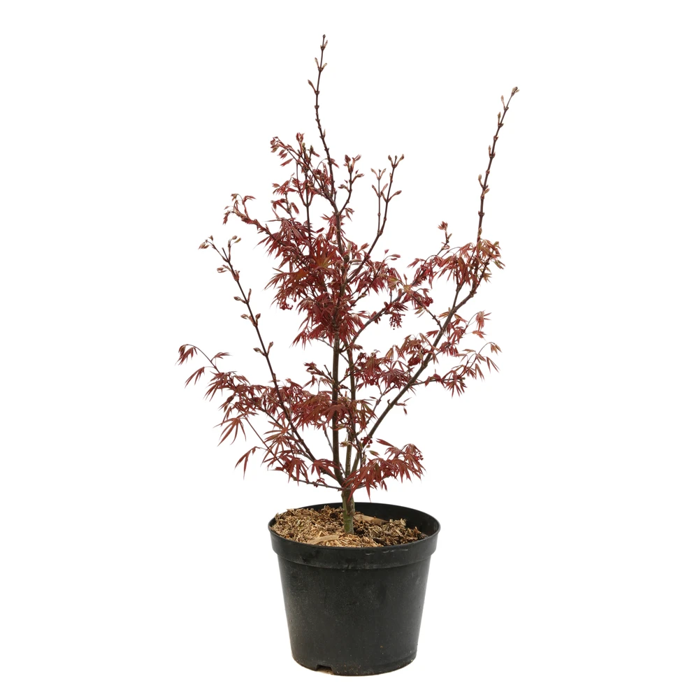 Acer Palmatum Skeeter's Broom :C7L H.60/80cm 1 Acer Palmatum Skeeter's Broom :C7L H.60/80cm