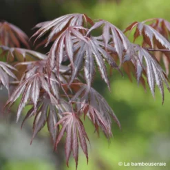 Acer Palmatum Trompenburg :C7L H.60/80cm 7 Acer Palmatum Trompenburg :C7L H.60/80cm -Jardalis Soldes Magasin 748308 001
