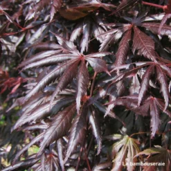 Acer Palmatum Trompenburg :C7L H.60/80cm 8 Acer Palmatum Trompenburg :C7L H.60/80cm -Jardalis Soldes Magasin 748308 003