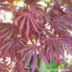 Acer Palmatum Trompenburg :C7L H.60/80cm 9 Acer Palmatum Trompenburg :C7L H.60/80cm -Jardalis Soldes Magasin 748308 004