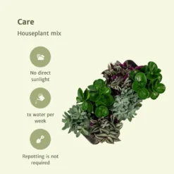 Box 3 Plantes D'intérieur - H20cm, ø12cm - Plantes D'intérieur 9 Box 3 Plantes D'intérieur - H20cm, ø12cm - Plantes D'intérieur -Jardalis Soldes Magasin 7484875134665985