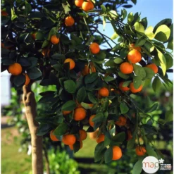 Clémentinier H140/160cm : C35L -Jardalis Soldes Magasin 784975 003