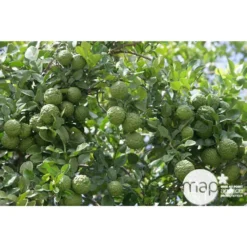 Combava H140/160cm : C35L