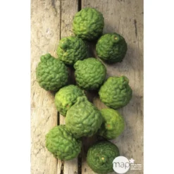 Combava H140/160cm : C35L -Jardalis Soldes Magasin 784976 003