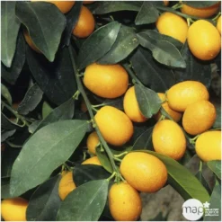 Kumquat H140/160cm : C35L -Jardalis Soldes Magasin 784977 002
