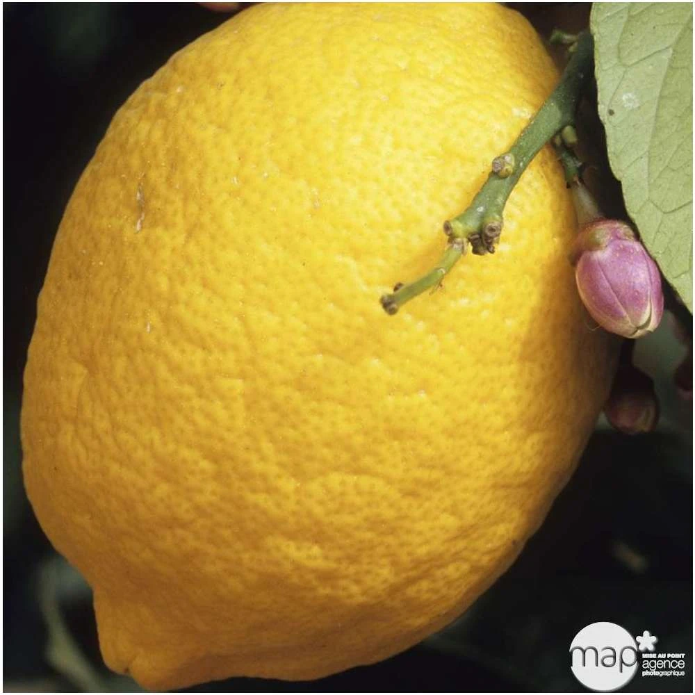 Citronnier 4 Saisons H.140/160cm : C35L 1 Citronnier 4 Saisons H.140/160cm : C35L