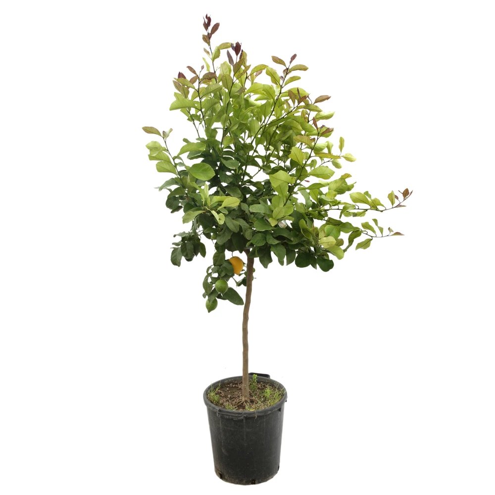 Citronnier 4 Saisons H.140/160cm : C35L 2 Citronnier 4 Saisons H.140/160cm : C35L – Image 2