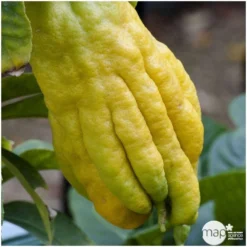 Main De Bouddha : H.140/160cm C35L -Jardalis Soldes Magasin 784980 001