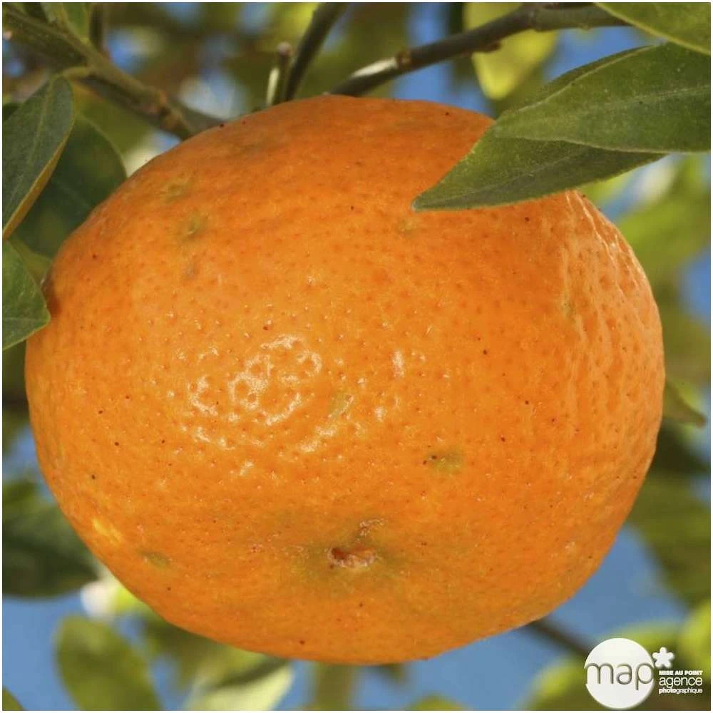 Mandarinier : H.140/160cm C35L 1 Mandarinier : H.140/160cm C35L