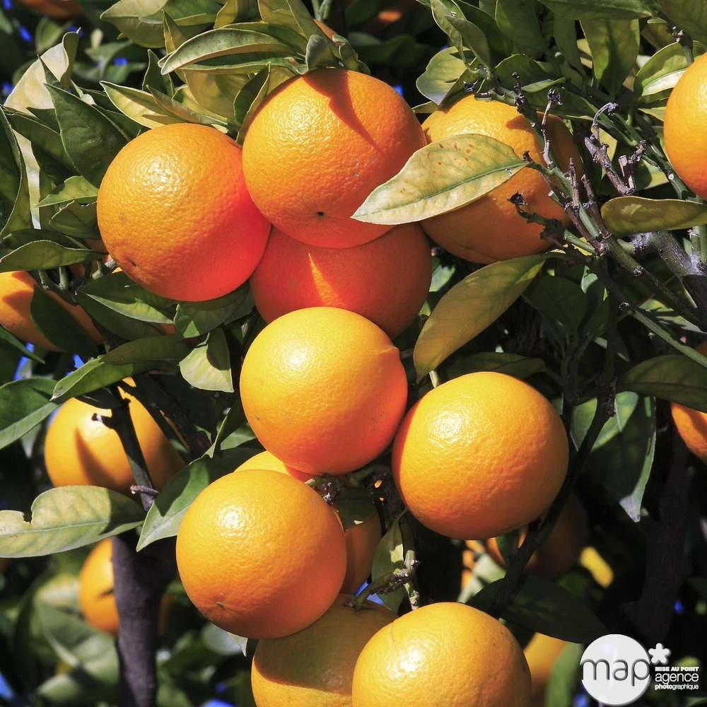 Oranger : H.140/160cm C35L 2 Oranger : H.140/160cm C35L – Image 2