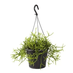 Rhipsalis Mix : Suspension D17cm