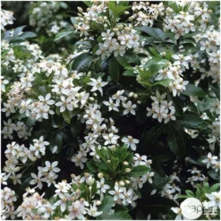 Choisya Ternata: C 5L