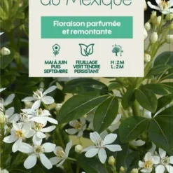 Choisya Ternata: C 5L 12 Choisya Ternata: C 5L -Jardalis Soldes Magasin 797537 005