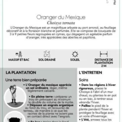 Choisya Ternata: C 5L 11 Choisya Ternata: C 5L -Jardalis Soldes Magasin 797537 006