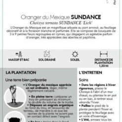 Choisya Ternata Sundance : H30/40cm C 5L -Jardalis Soldes Magasin 797540 004