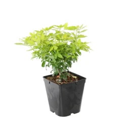 Choisya Ternata Sundance : H30/40cm C 5L -Jardalis Soldes Magasin 797540 1766065