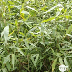 Bambou Non-traçant Fargesia Robusta 'Pingwu': Pot De 5 Litres -Jardalis Soldes Magasin 814657 001