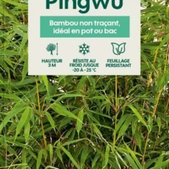 Bambou Non-traçant Fargesia Robusta 'Pingwu': Pot De 5 Litres -Jardalis Soldes Magasin 814657 002