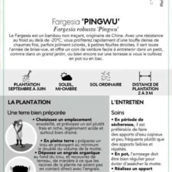 Bambou Non-traçant Fargesia Robusta 'Pingwu': Pot De 5 Litres -Jardalis Soldes Magasin 814657 003