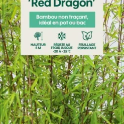 Bambou Non-traçant Fargesia Nitida 'Red Dragon': Pot De 12 Litres -Jardalis Soldes Magasin 814666 003