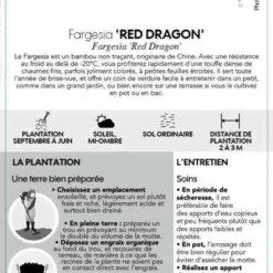 Bambou Non-traçant Fargesia Nitida 'Red Dragon': Pot De 12 Litres -Jardalis Soldes Magasin 814666 004