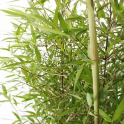 Bambou Non-traçant Fargesia Angustissima: Pot De 5 Litres 7 Bambou Non-traçant Fargesia Angustissima: Pot De 5 Litres -Jardalis Soldes Magasin 825296 006